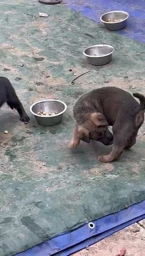 Mixed Breed dogs for sale: German Shepard X Dutch Herder Puppies - Video 1