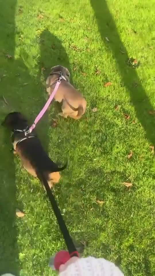 Miniature Dachshund dogs for sale: Adult dog for rehoming  in Cardiff - Video 1