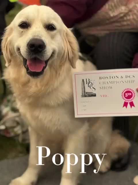 Golden Retriever dogs for sale: Champion line KC reg Golden Retriever pups - Video 3