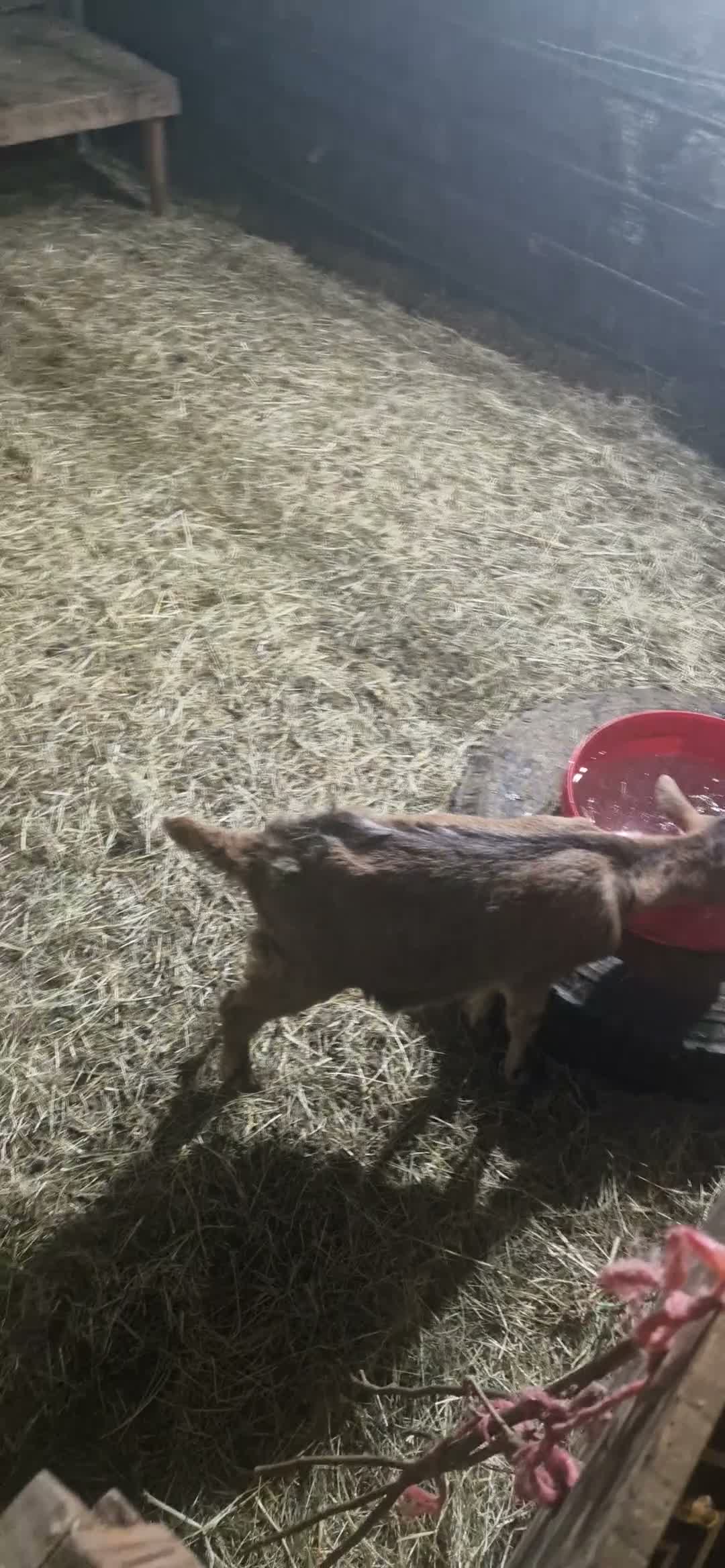 Goats livestock for sale: Boer cross golden gurnsey goats - Video 1
