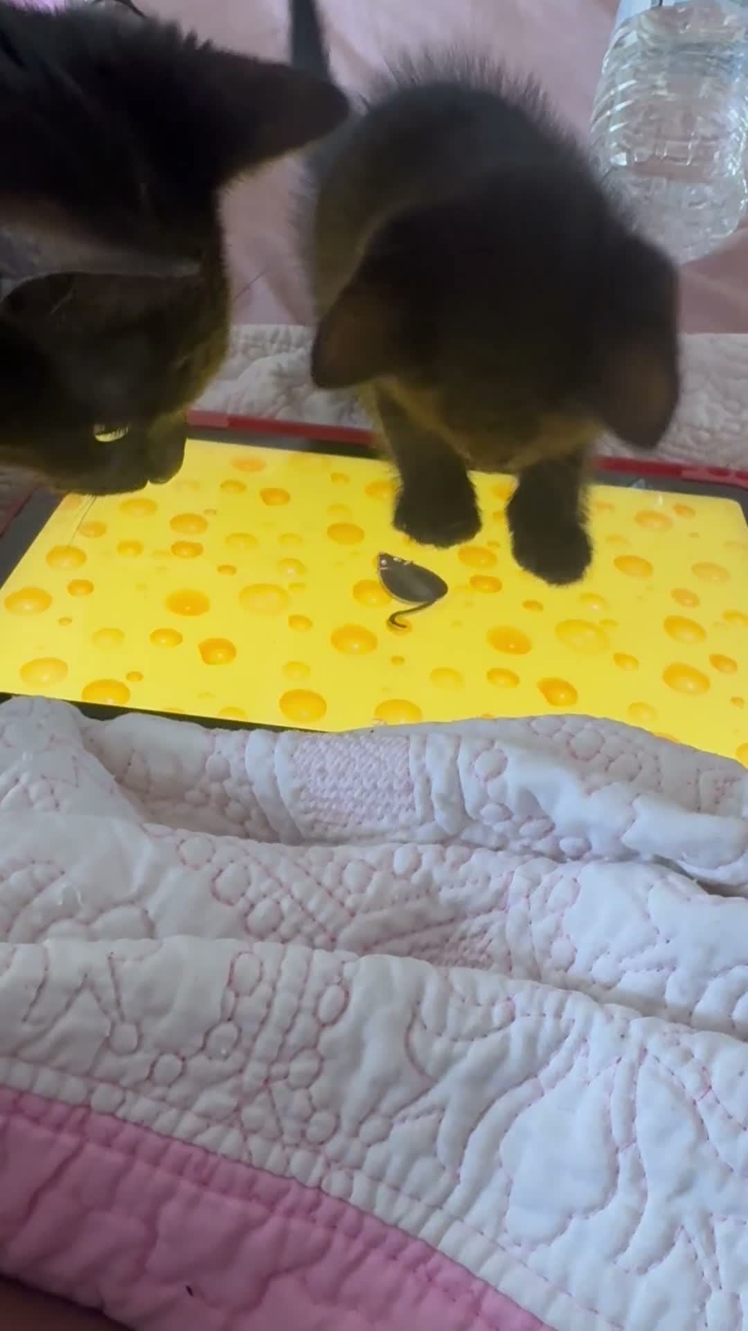 Mixed Breed cats for sale: 6 black and black white kittens - Video 1