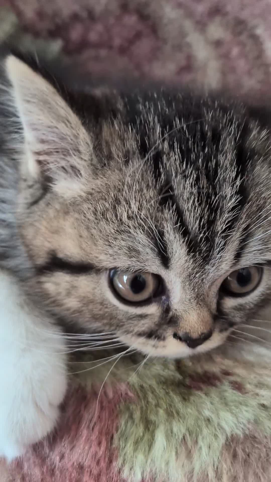 Exotic cats for sale: Beautiful exotic kittens - ready now  - Video 2