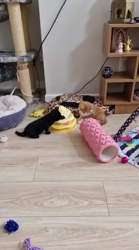 Mixed Breed cats for sale: Adorable kittens  - Video 1