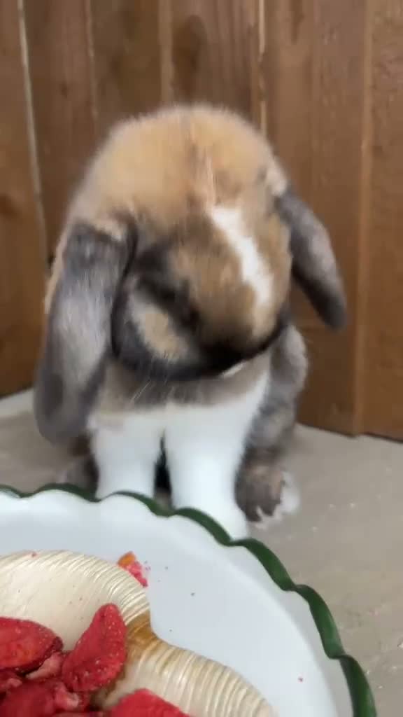 Mini Lop rabbits for sale: Super Friendly Broken Smoke Pearl Mini Lop Buck - Video 1