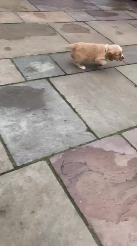 Cocker Spaniel dogs for sale: Cocker spaniels - Video 1