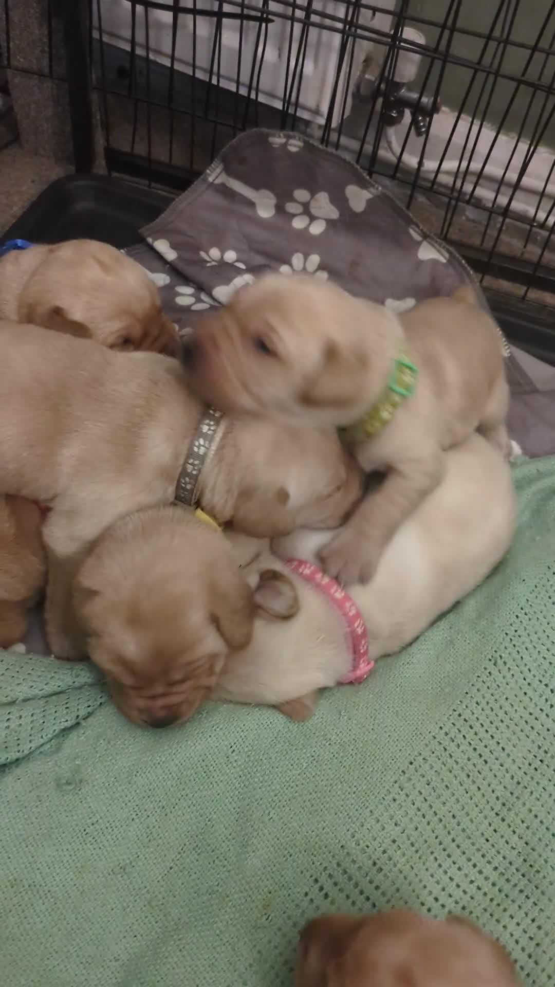 Labrador Retriever dogs for sale: 10 Chunky Labrador puppies fox red/ yellow - Video 4