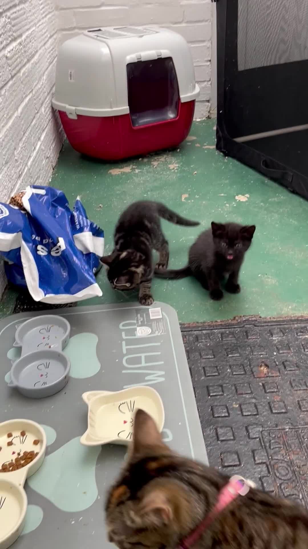Mixed Breed cats for sale: Kittens available  - Video 2