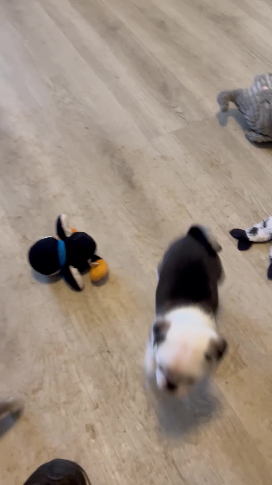 Pug dogs for sale: Kc reg male pug puppies - Video 1