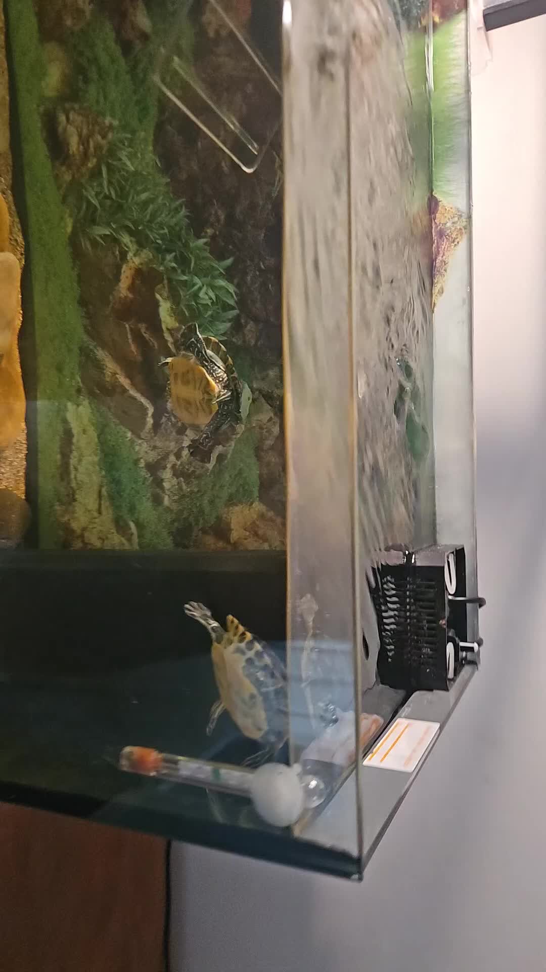 Turtle reptiles for sale: Florida cooter turtles  - Video 1