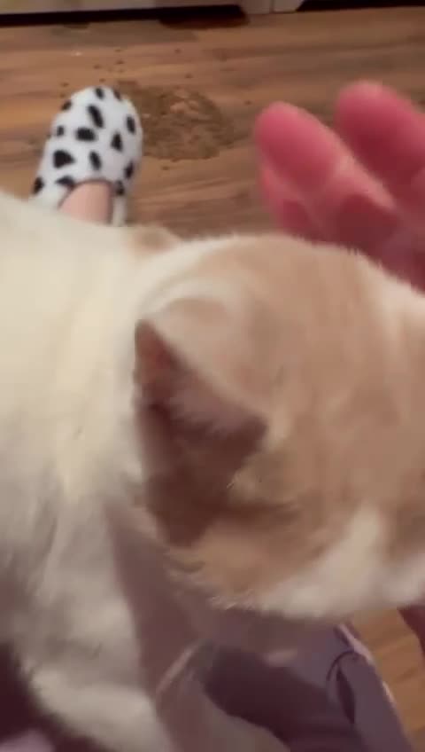 Domestic Shorthair cats for sale: Beautiful cat needs home asap  - Video 3