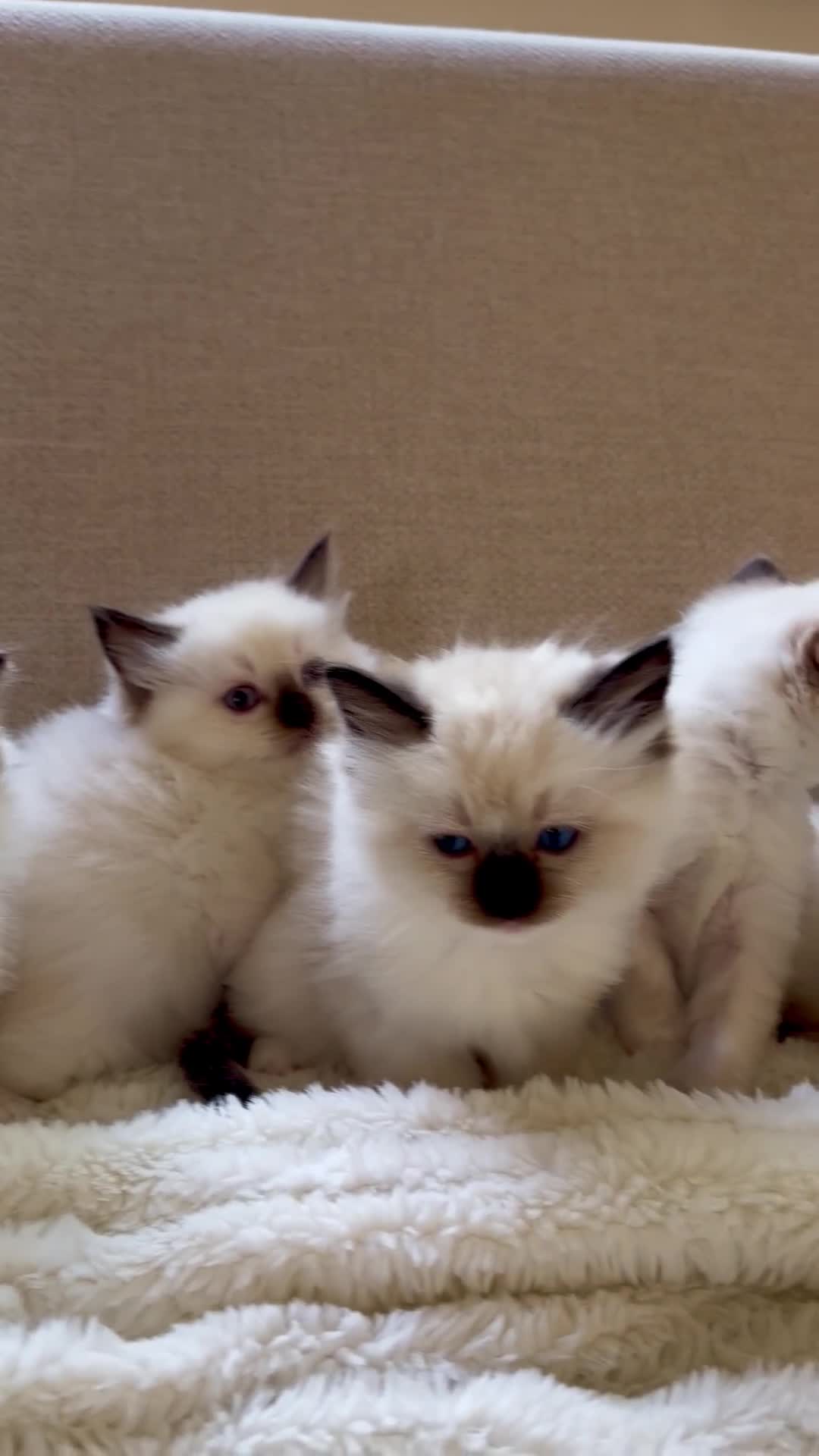 Ragdoll cats for sale: Beautiful Temperament Ragdoll Kittens  - Video 1