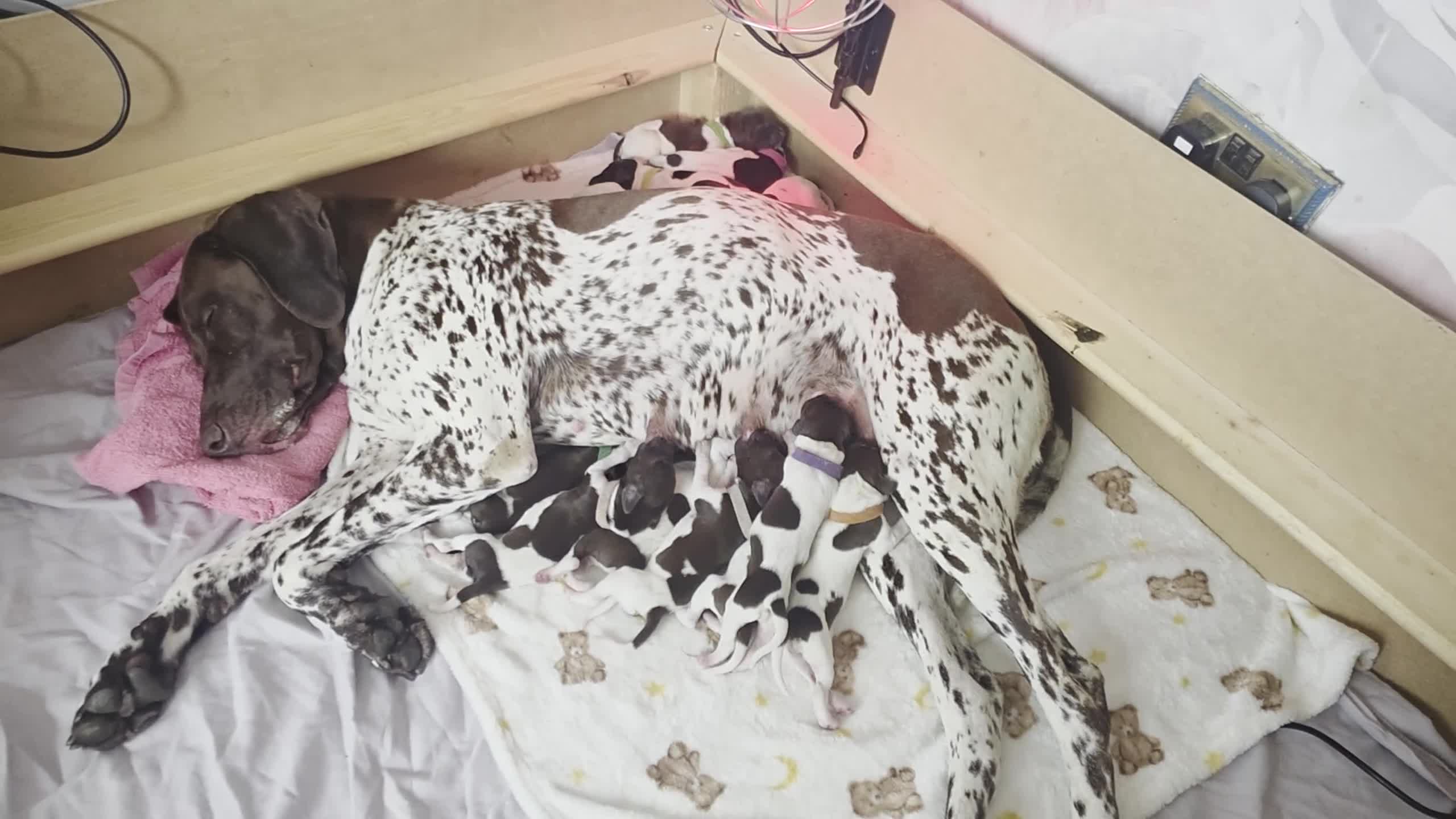 German Shorthaired Pointer dogs for sale: KC Registered German Shorthaired Pointer Puppies - Video 2