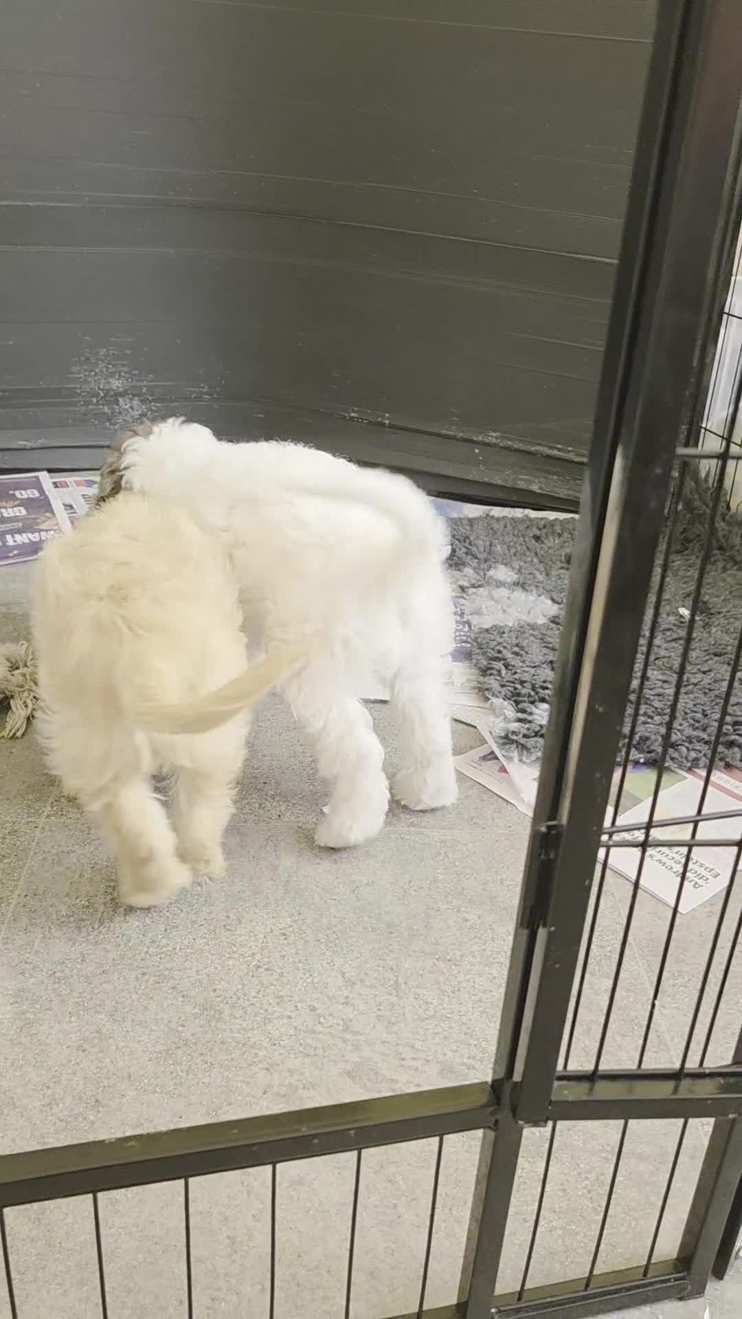 Cockapoo dogs for sale: Now Ready Gorgeous and Cheeky Cockapoo Puppies - Video 1