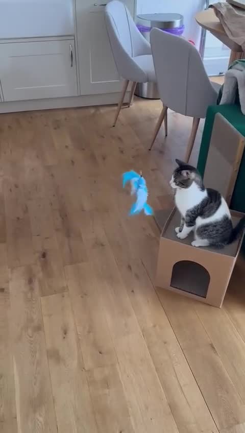 Mixed Breed cats for adoption: 🐾MALINA, a superb young girl, for a Loving Home🐾 in London - Video 4