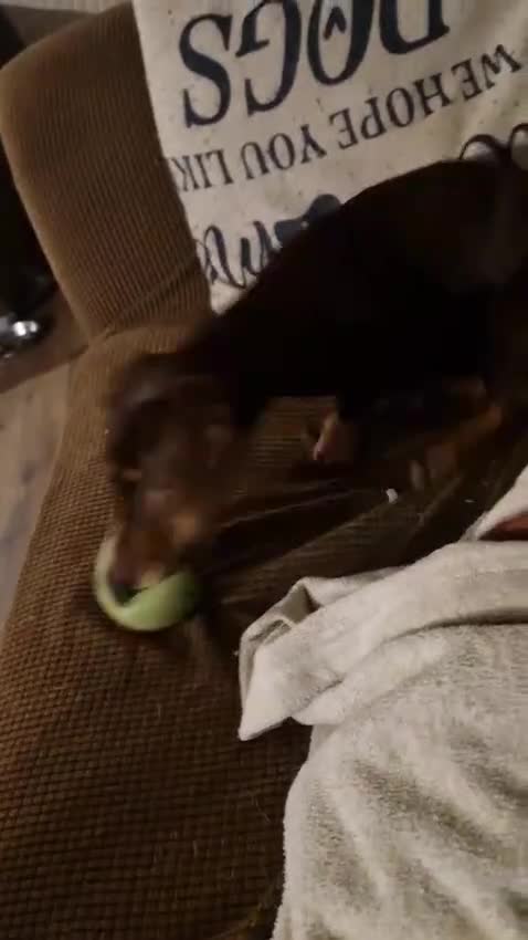 Dachshund dogs for adoption: 💖🐶 ROBIN AND MOCHI 🐶💖 - Video 1