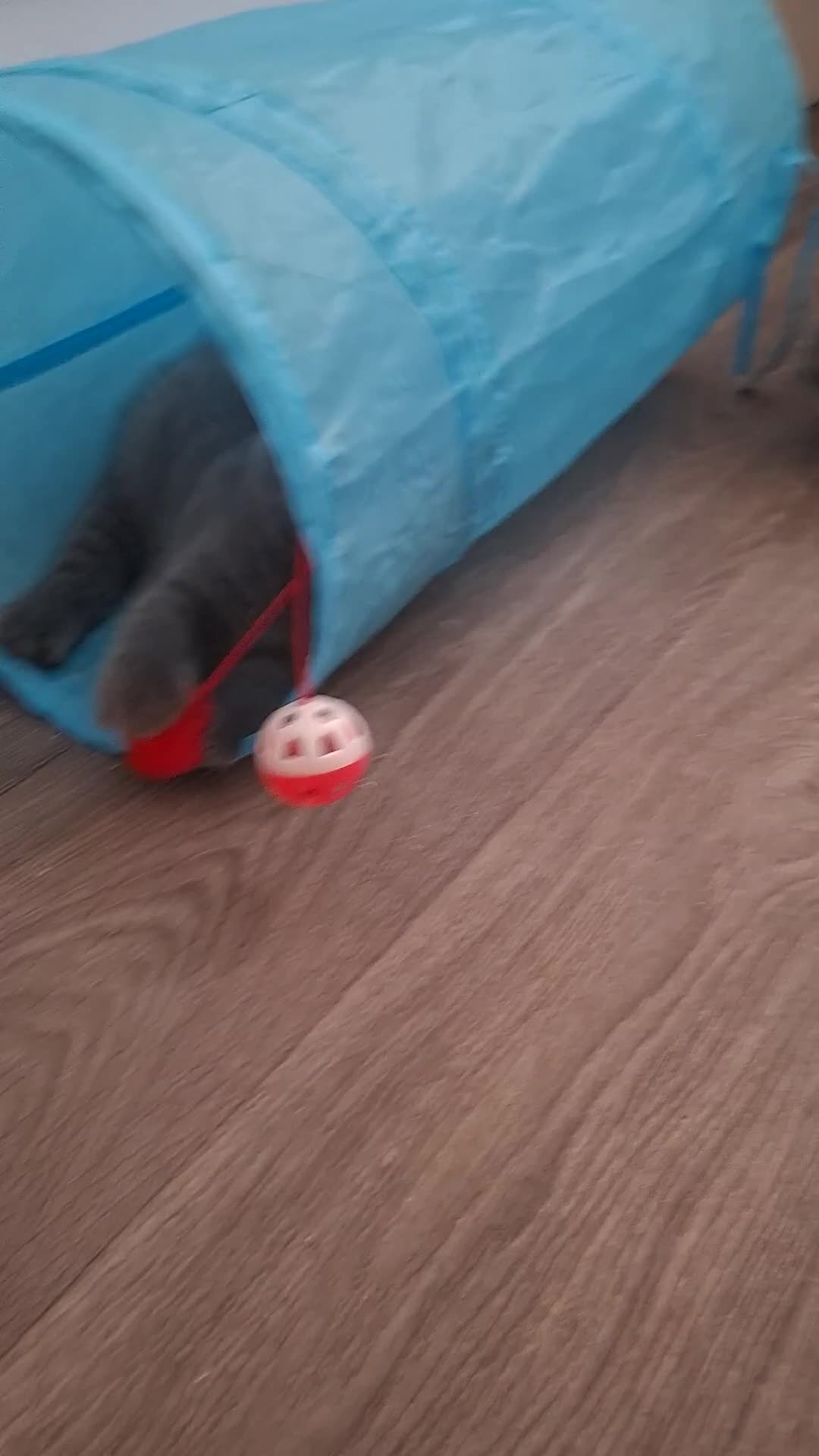 British Shorthair cats for sale: Quality Chunky BSH one boy one girl available  - Video 4