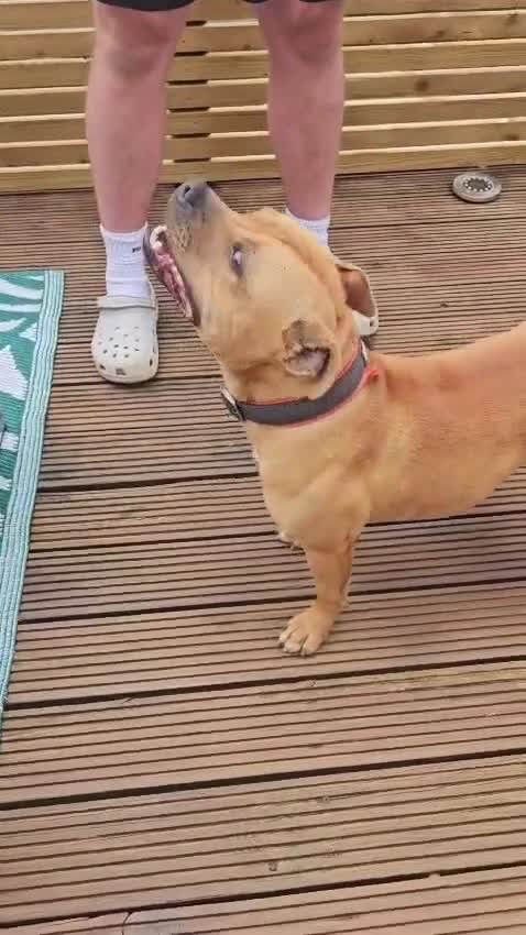 Staffordshire Bull Terrier dogs for stud: 🥨RED BOY"GUSS"🥨 in Birmingham - Video 1