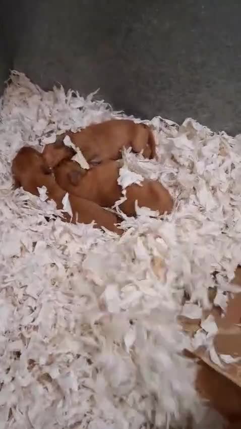 Labrador Retriever dogs for sale: Fox Red Labrador Puppies Girls Available 🌟 - Video 1
