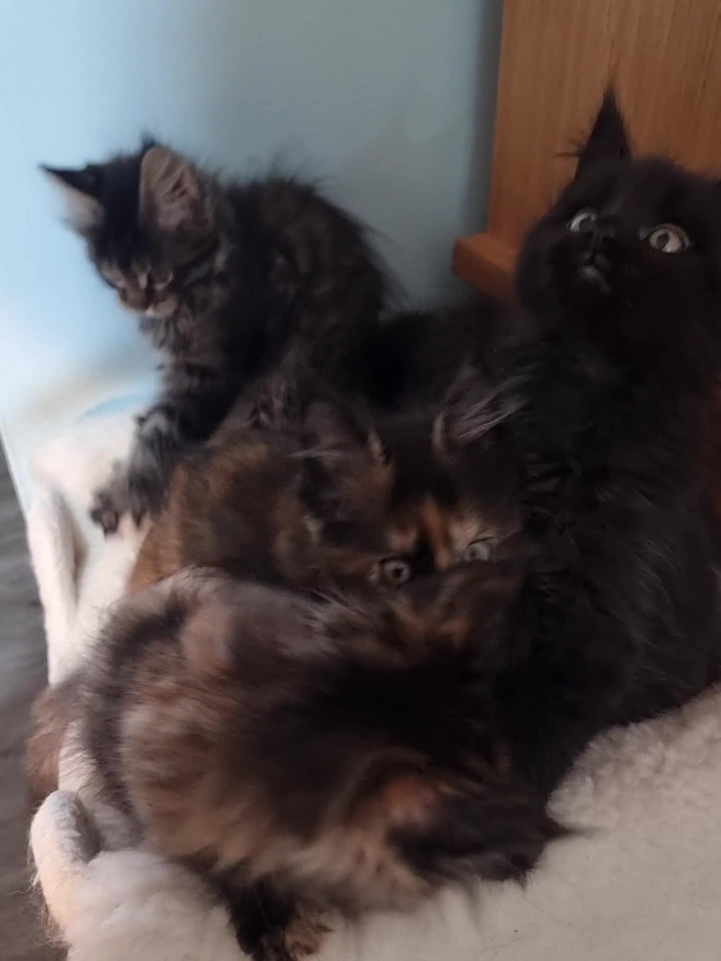 Maine Coon cats for sale: Pedigree GCCF Registered Maincoon Kittens - Video 1