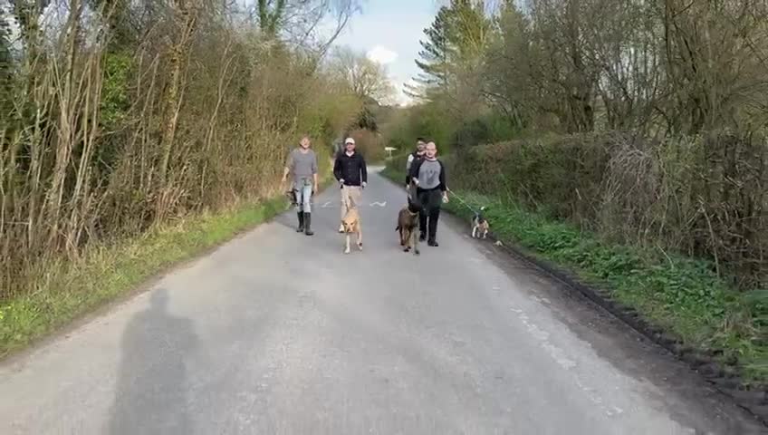 Belgian Shepherd Dog dogs for sale: Belgian Malinois x Dutch - Female 4 Yrs - Video 5