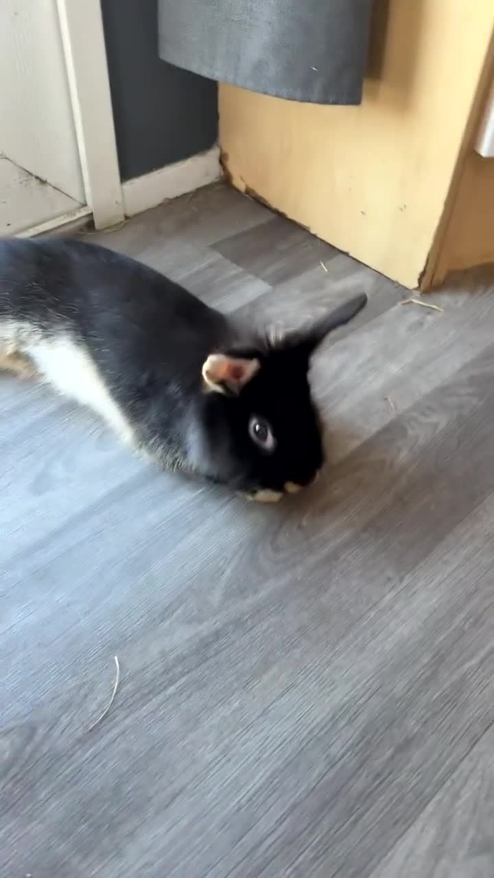 Mixed Breed rabbits for sale: 2 male rabbits  - Video 1