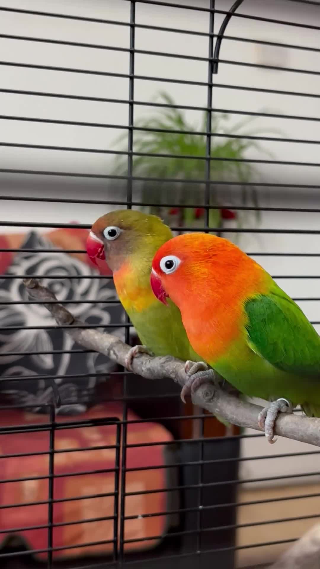 Lovebirds birds for sale: Lovebirds with Full Setup – £200 NEGOTIABLE - Video 1