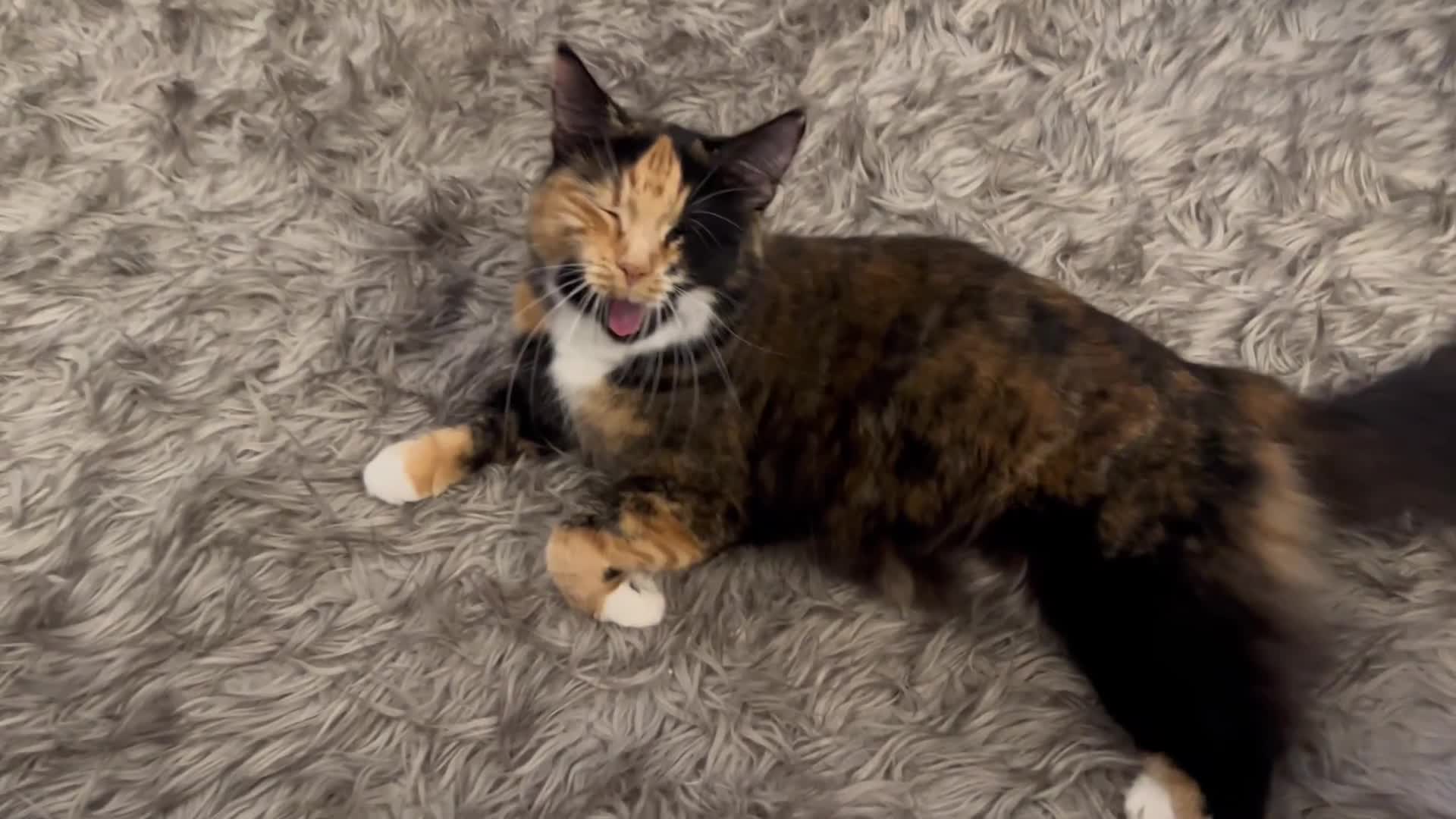 Norwegian Forest Cat cats for sale: Kittens with character  - Video 1