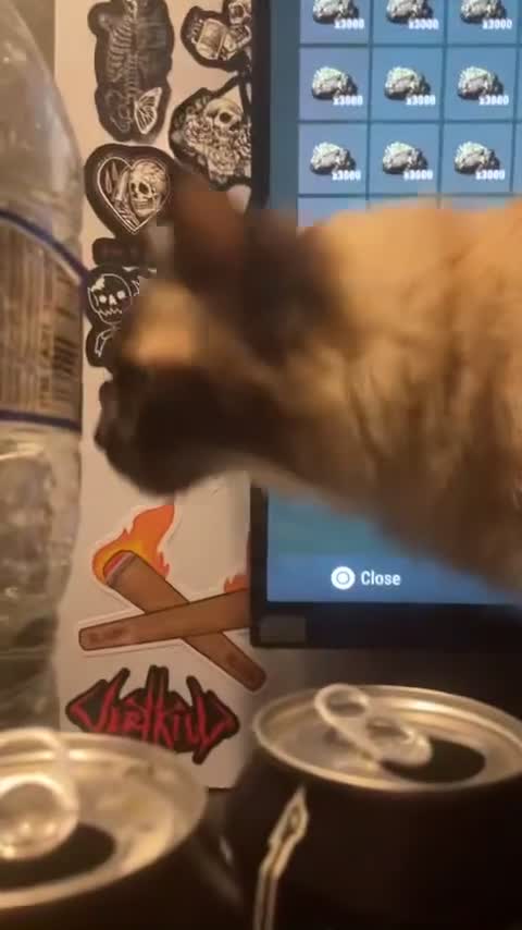 Ragdoll cats for sale: Ragdoll Missy - Video 3