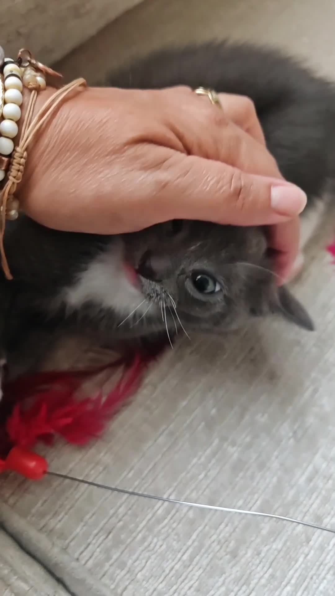 Ragdoll cats for sale: Male kitten Ragdoll  Mix - Video 1
