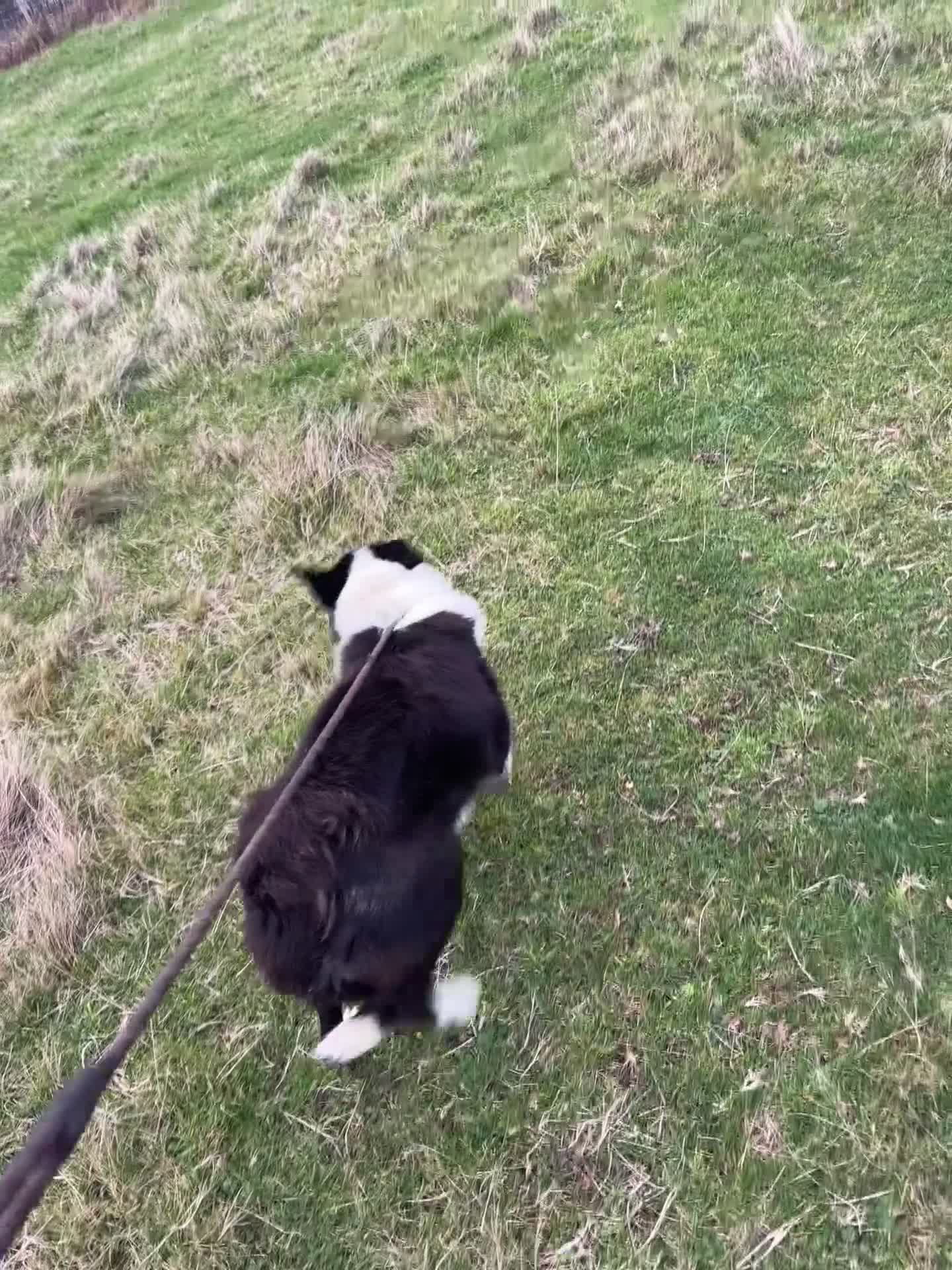 Border Collie dogs for sale: 2 failed sheepdog and 1 potential worker  - Video 2