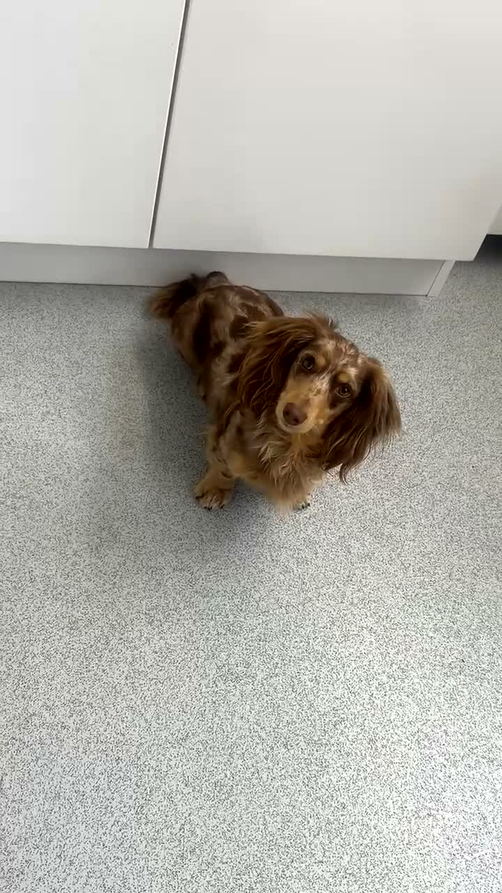 Miniature Dachshund dogs for stud: Chocolate and tan dapple miniature long hair dach - Video 1
