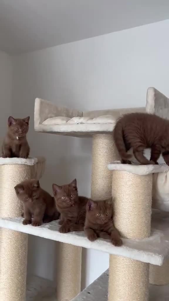 British Shorthair cats for sale: 5 Adorable Brown British Shorthair Kittens - Video 2