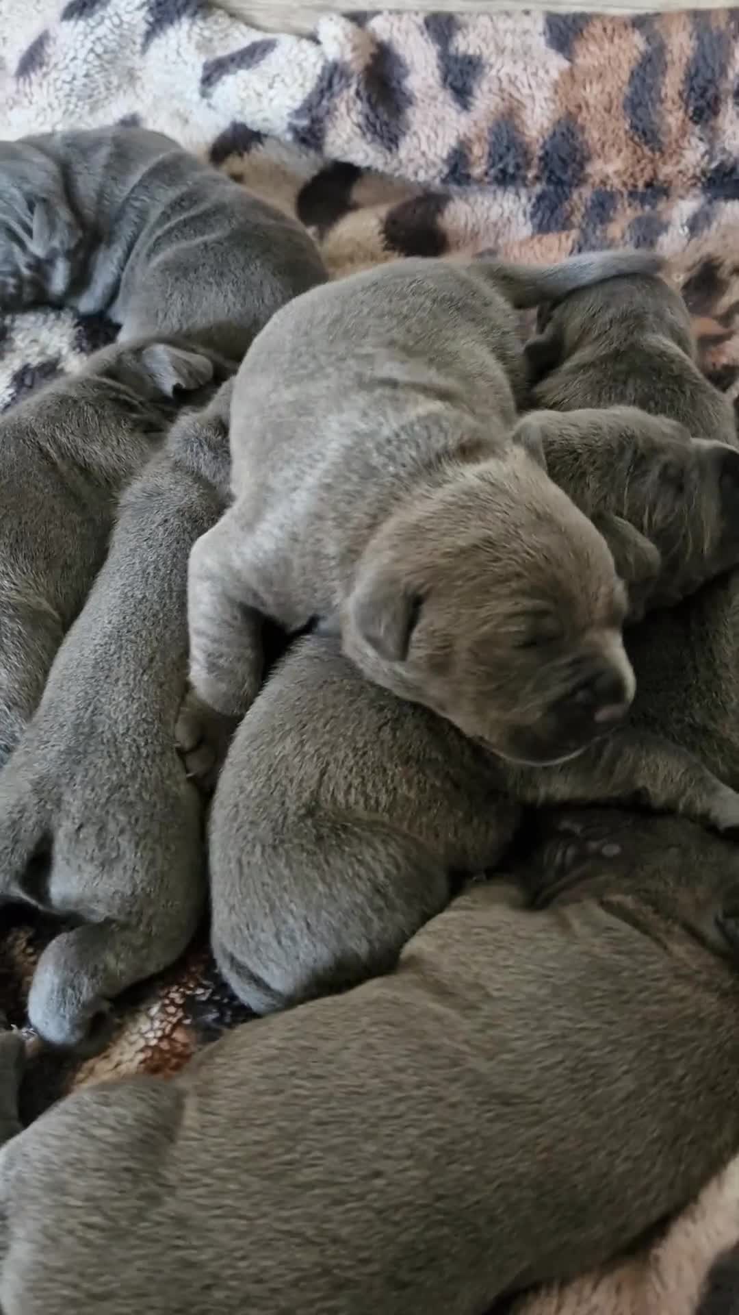 Staffordshire Bull Terrier dogs for sale: Blue Kc staffies for sale  - Video 1