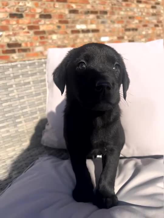Labrador Retriever dogs for sale: Labrador puppies in Stockton-on-Tees - Video 1