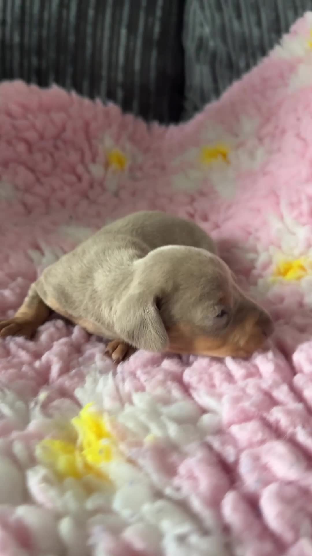 Dachshund dogs for sale: Puppies  - Video 4