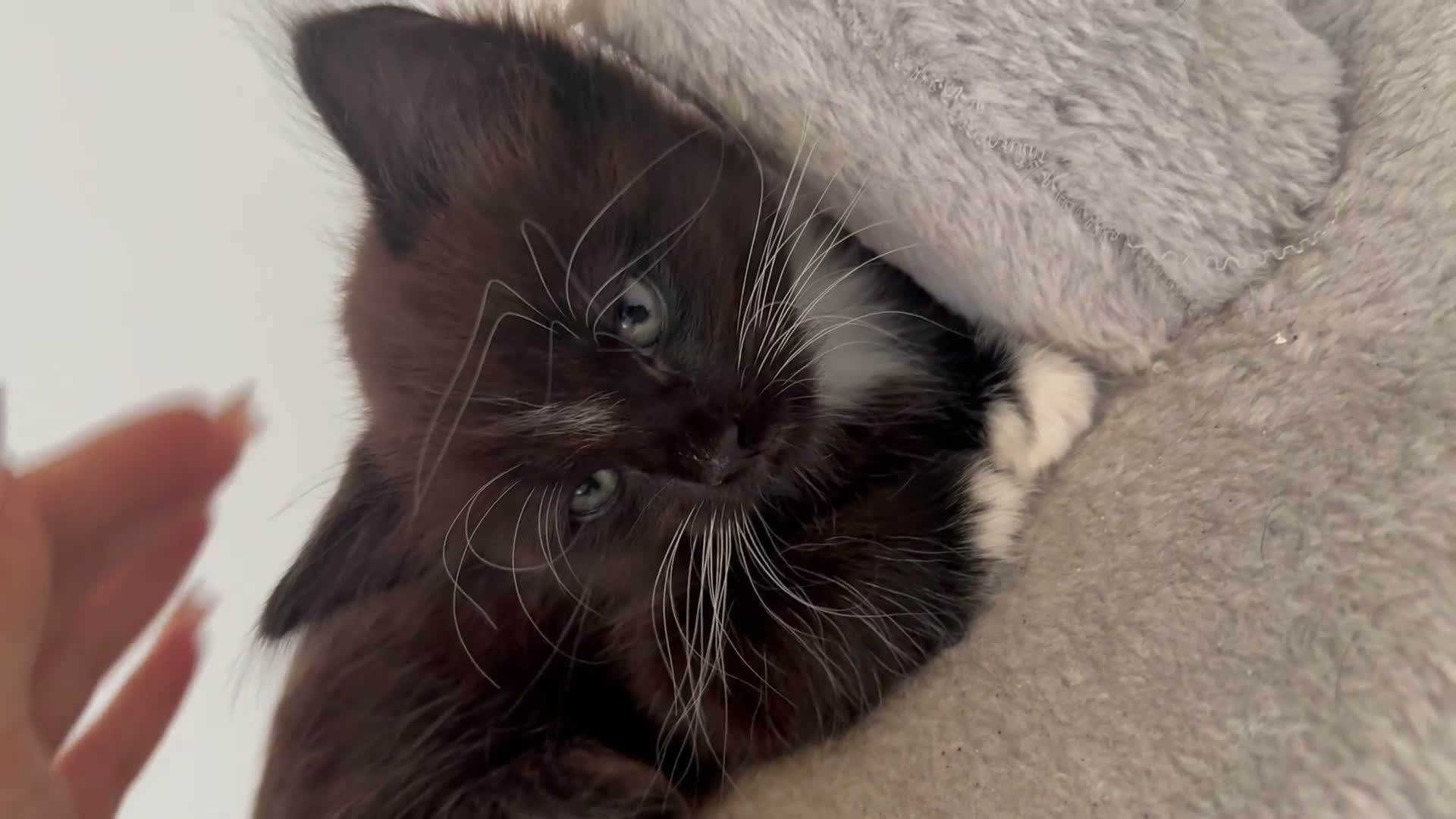 Mixed Breed cats for sale: 2 female tuxedos £70 - Video 1