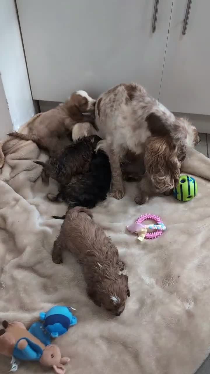 Cockapoo dogs for sale: Show Type Cockapoo Puppies DNA clear  - Video 2