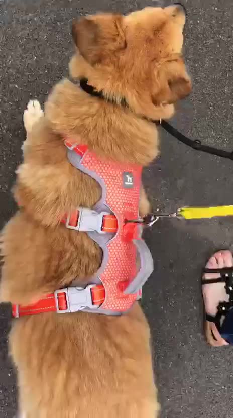 Mixed Breed dogs for adoption: Myla  in Beverley - Video 1
