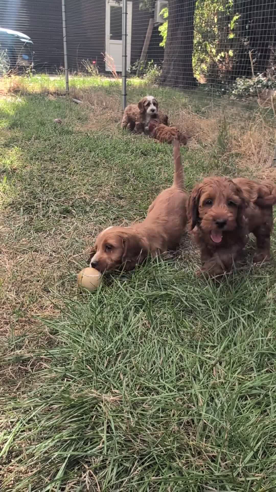 Cockapoo dogs for sale: Beautiful red pups from health tested parents - Video 3