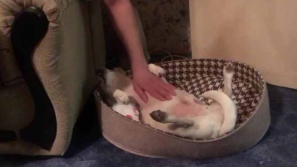 Mixed Breed dogs for adoption: 💙🐶 ZAHAR 🐶💙 - Video 2