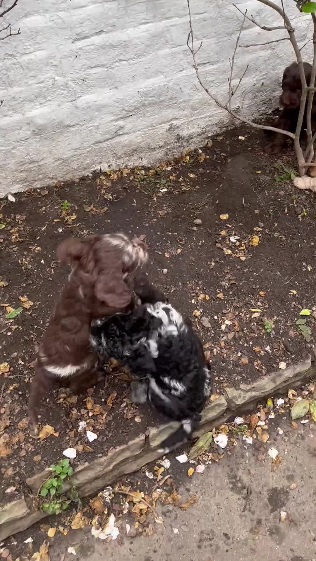 Labradoodle dogs for sale: Labradoodles (F1B) in London W8. READY TO GO HOME - Video 3
