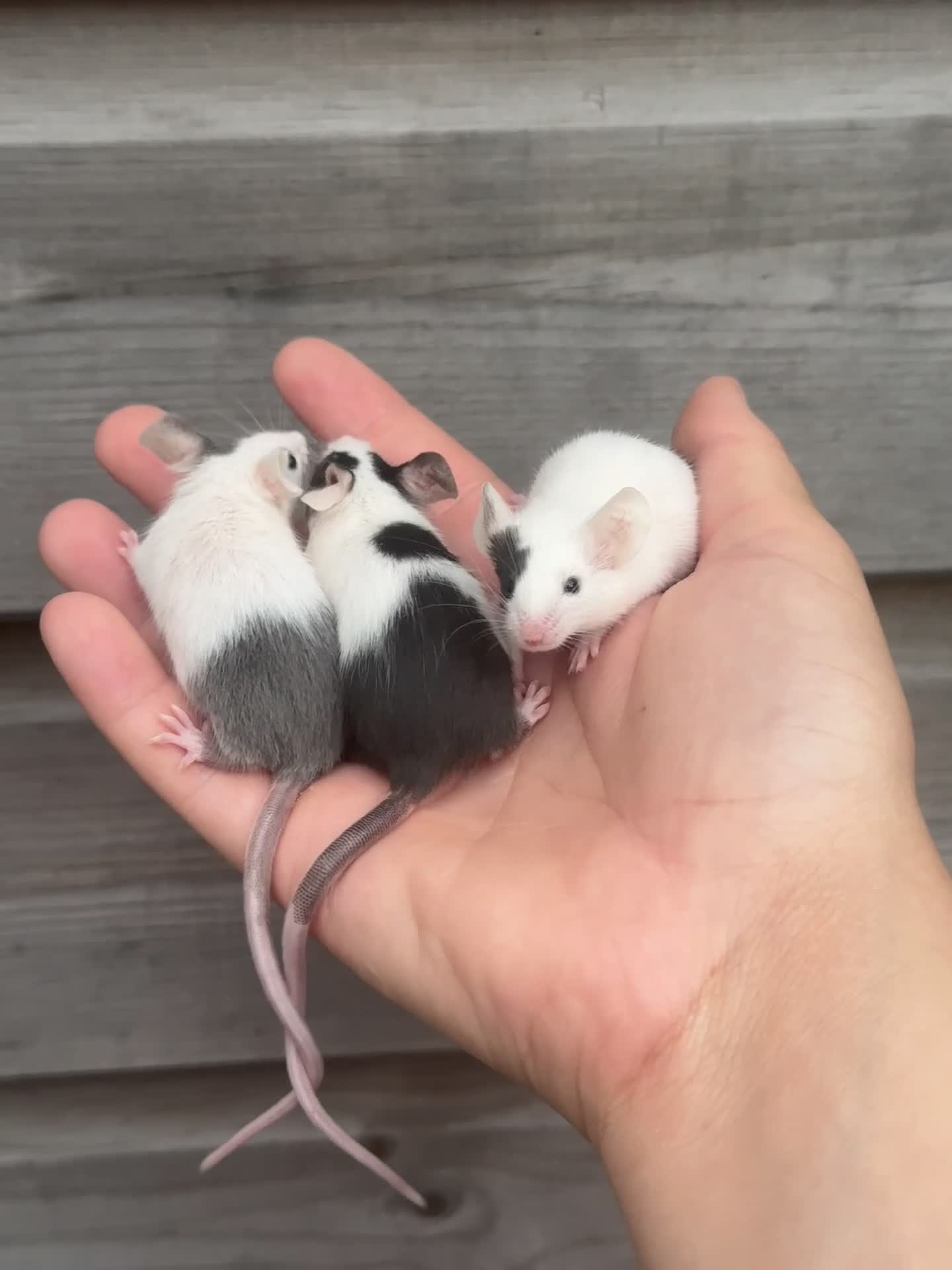 Mouse rodents for sale: Trio of female mice  in Newton Abbot - Video 1