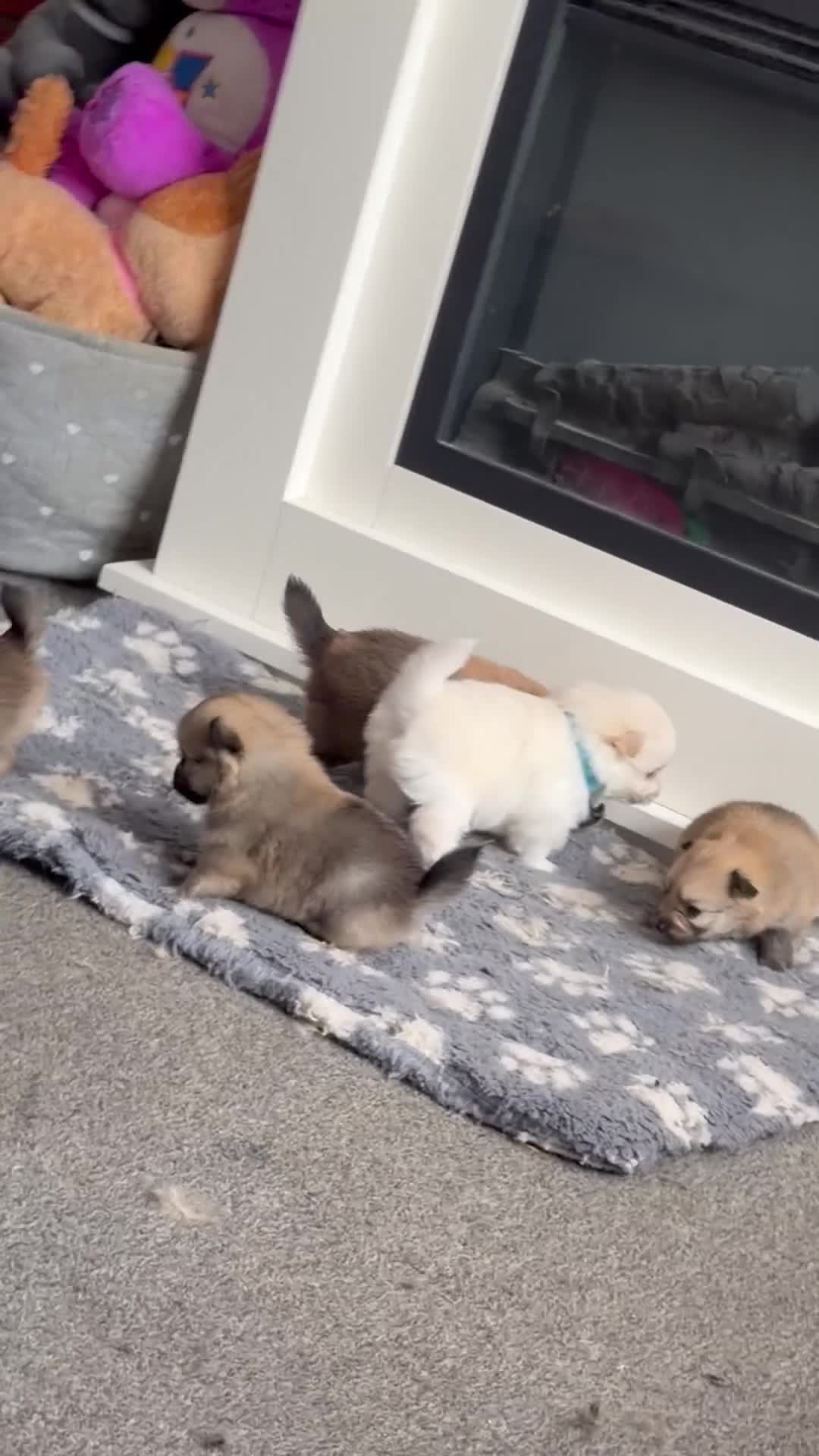Pomeranian dogs for sale: Beautiful Russian line pomperanians - Video 1
