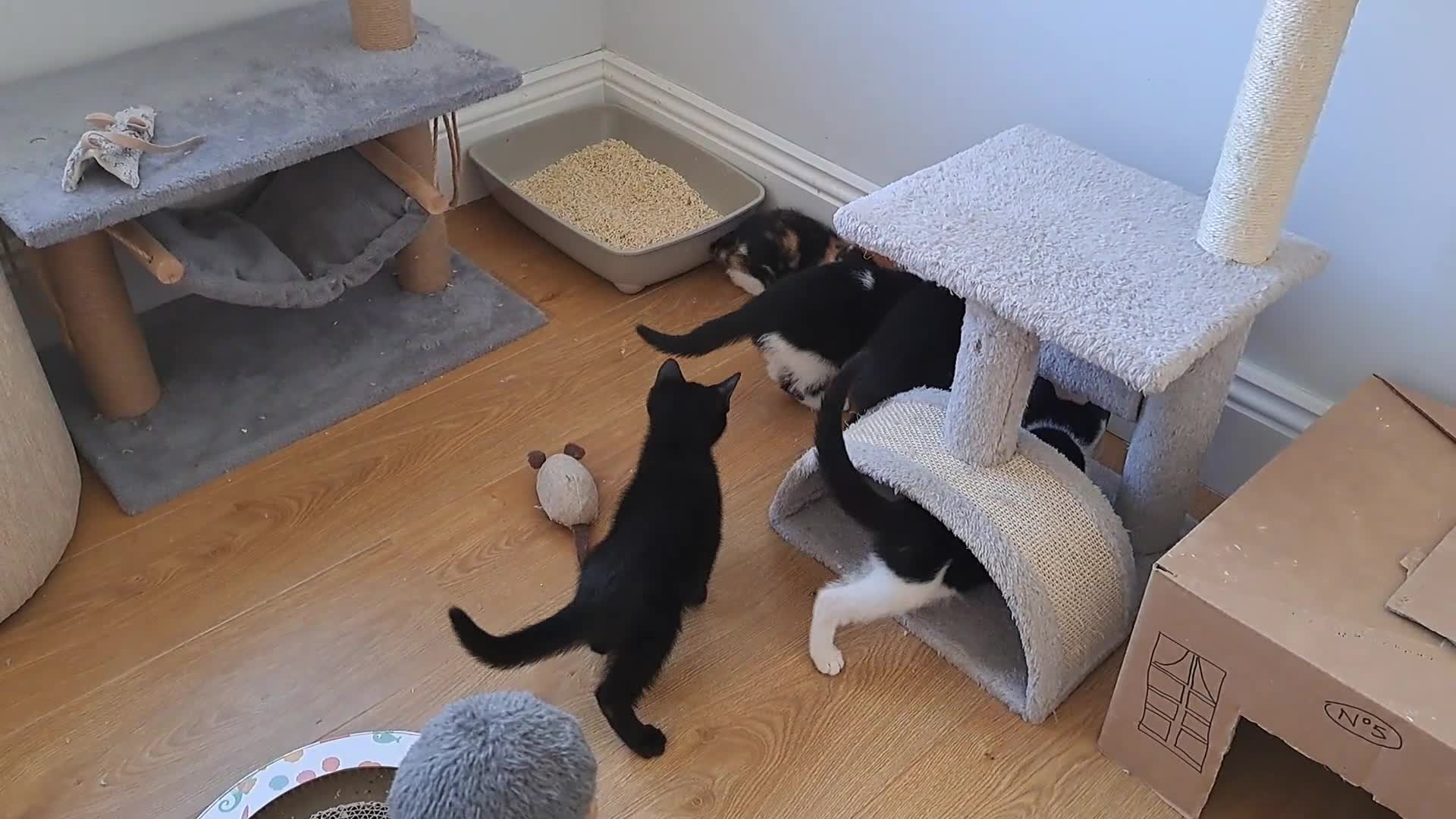 Domestic Shorthair cats for sale: 2 Gorgeous Pairs Of Kittens - Video 1