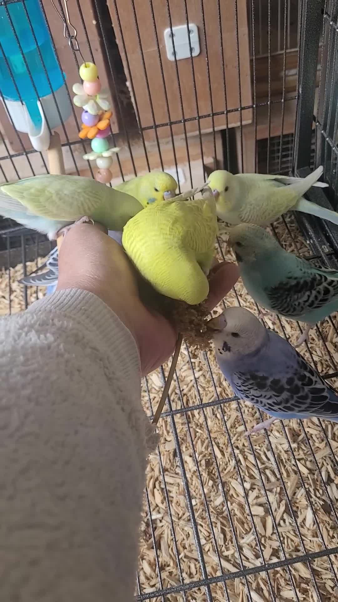 Budgerigars birds for sale: Semi to tame baby Budgies  - Video 2