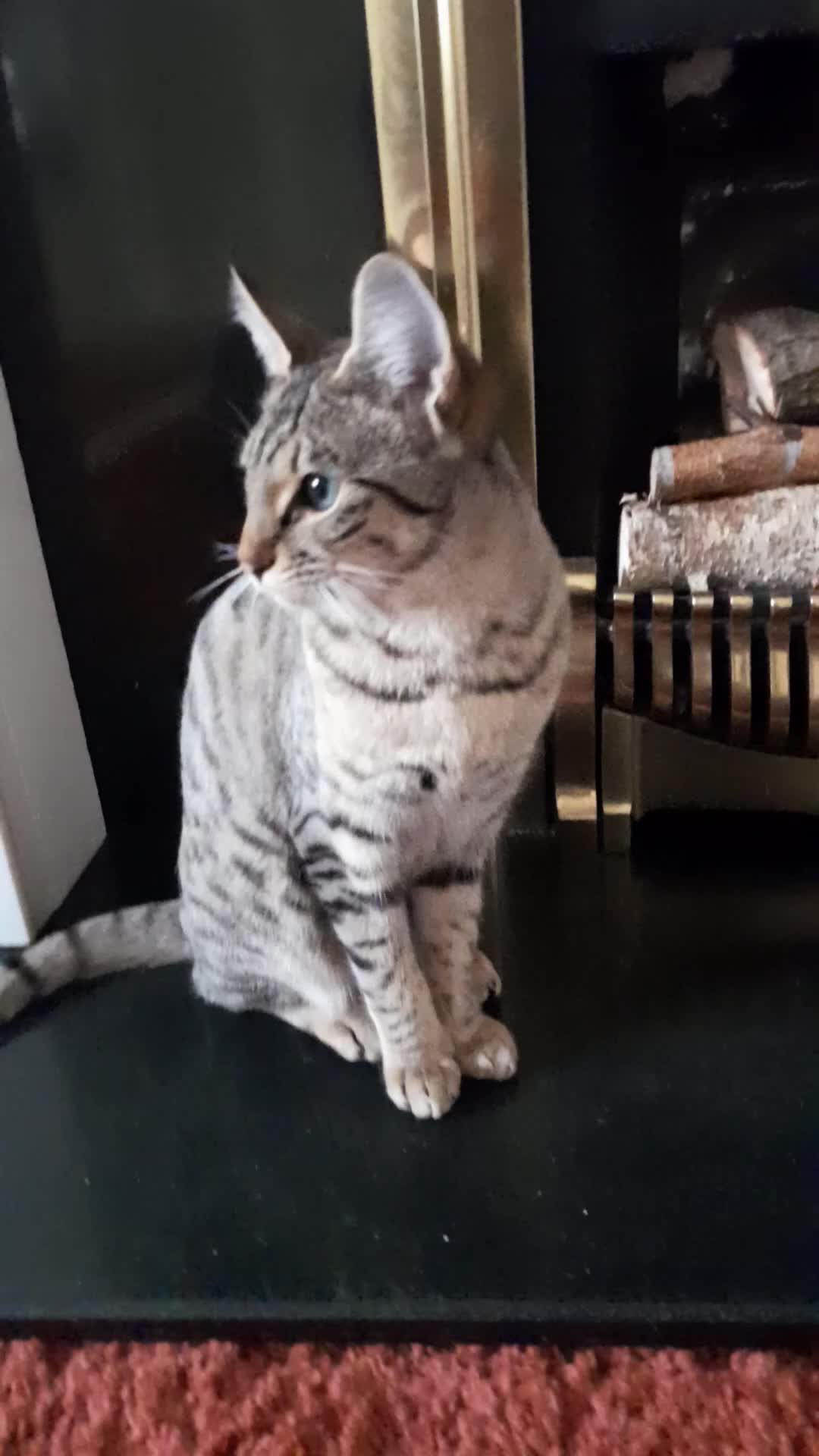 Savannah cats for sale: F5 Full Pedigree Tica Registered Girl Kitten - Video 2