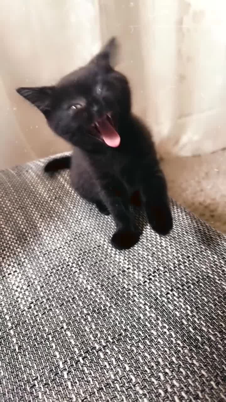Mixed Breed cats for sale: Kittens for sale  in Cambridge - Video 1