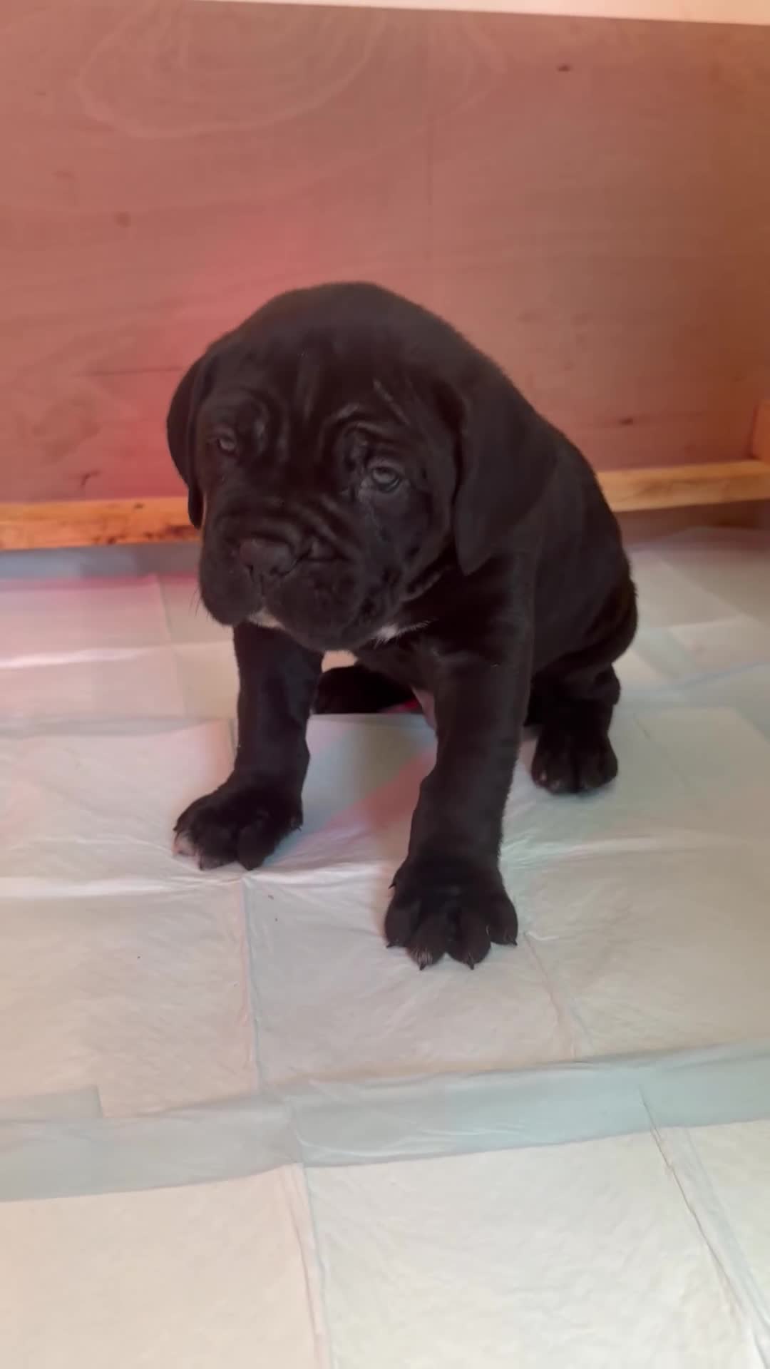 Cane Corso dogs for sale: *PRICE DROP* HUGE STUNNING FULL PEDIGREE FEMALES - Video 1