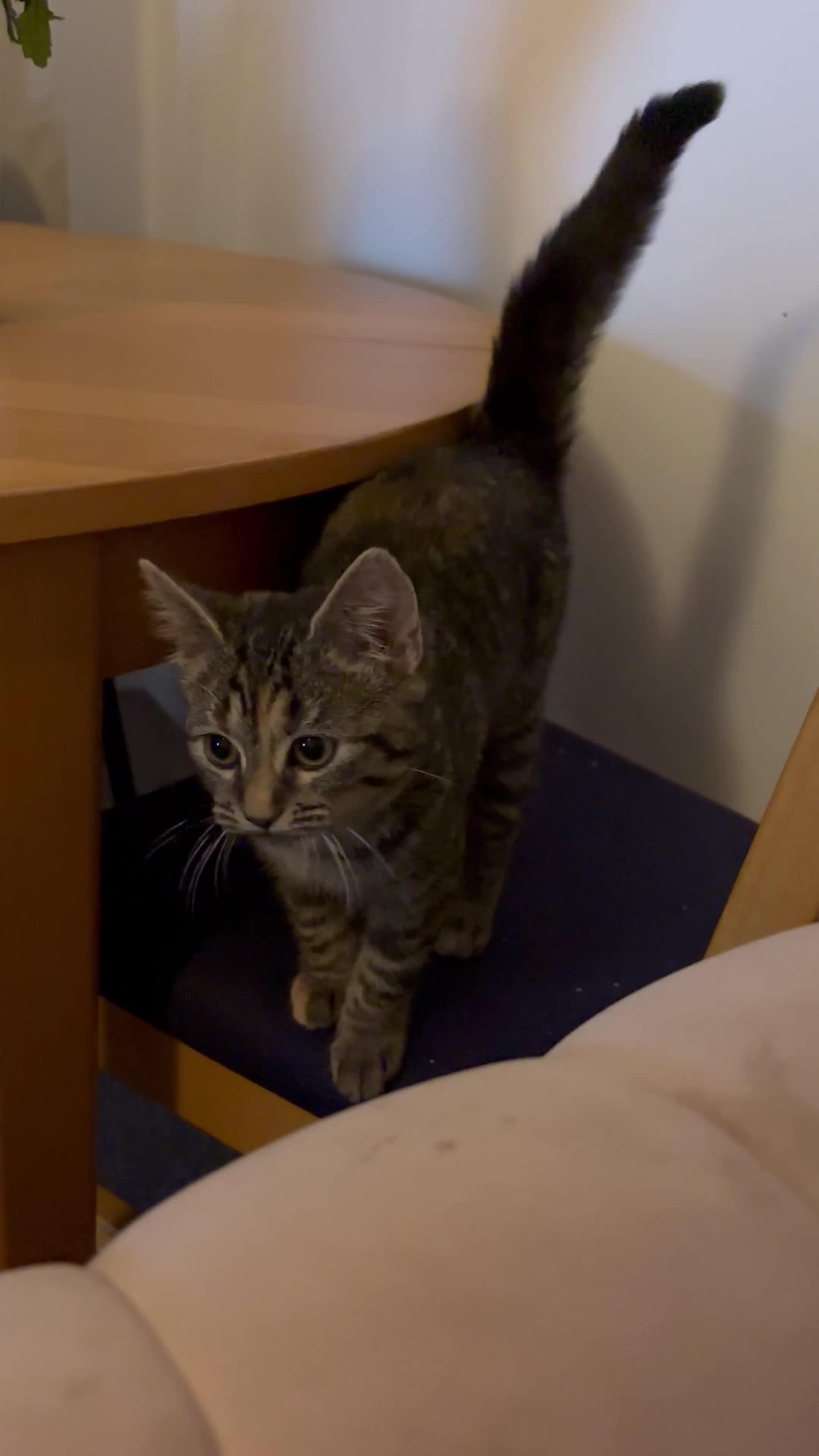 Mixed Breed cats for sale: Kitten for sale  - Video 1