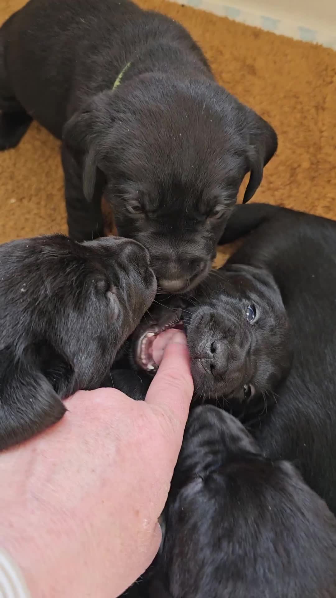 Labrador Retriever dogs for sale: Beautiful Black Labrador Puppies in Derby - Video 1